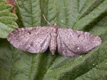Eupithecia actaeata Walderdorff adulte - �Claude Tautel