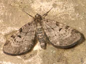 Eupithecia actaeata Walderdorff adulte - �Lionel Taurand