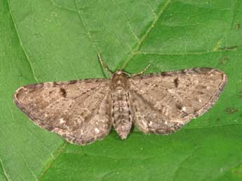 Eupithecia actaeata Walderdorff adulte - �Lionel Taurand