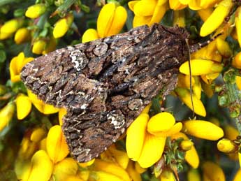 Mniotype adusta Esp. adulte - �Daniel Morel