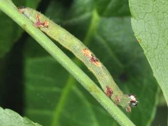  Chenille de Ligdia adustata D. & S. - �Philippe Mothiron