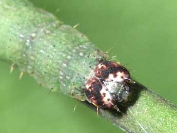  Chenille de Ligdia adustata D. & S. - �Philippe Mothiron