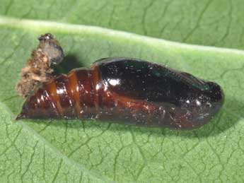  Chrysalide de Ligdia adustata D. & S. - �Philippe Mothiron