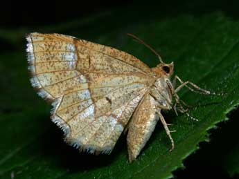 Cepphis advenaria Hb. adulte - �Philippe Mothiron