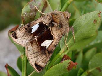 Autographa aemula D. & S. adulte - �Daniel Morel