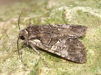 Dichonia aeruginea Hb. adulte - �Lionel Taurand