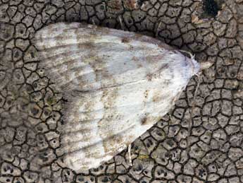 Nola aerugula Hb. adulte - �Daniel Morel