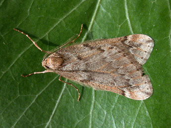 Alsophila aescularia D. & S. adulte - �Philippe Mothiron