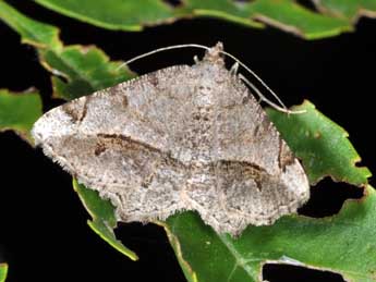 Chiasmia aestimaria Hb. adulte - �Philippe Mothiron