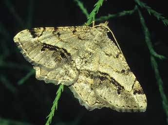 Chiasmia aestimaria Hb. adulte - �Fran�ois Spill