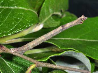  Chenille de Hemithea aestivaria Hb. - �Philippe Mothiron