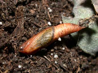  Chrysalide de Hemithea aestivaria Hb. - �Philippe Mothiron