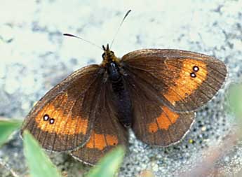 Erebia aethiopellus Hoffmsg adulte - �Tristan Lafranchis