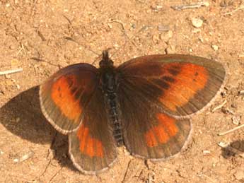 Erebia aethiopellus Hoffmsg adulte - �Daniel Morel
