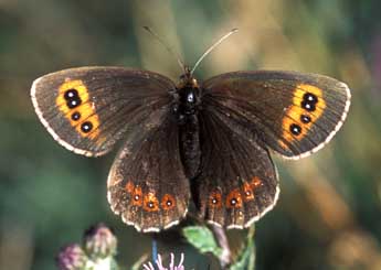 Erebia aethiops Esp. adulte - �Tristan Lafranchis