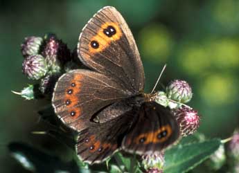Erebia aethiops Esp. adulte - �Tristan Lafranchis