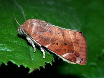 Cosmia affinis L. adulte - �Philippe Mothiron