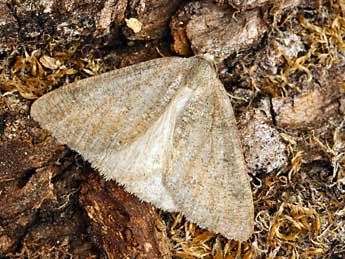 Onychora agaritharia Dardoin adulte - �Daniel Morel