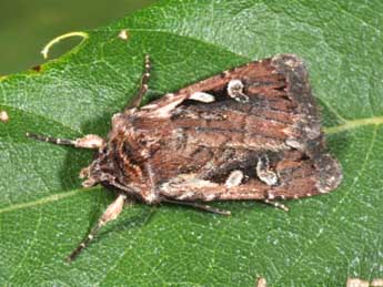 Xestia agathina Dup. adulte - �Philippe Mothiron