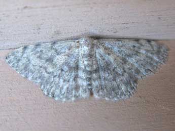 Scopula alba Hausm. adulte - �Claude Tautel