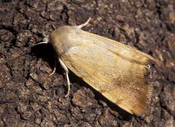 Xanthodes albago F. adulte - �Tristan Lafranchis