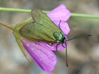 Adscita dujardini Ef. & Tarm. adulte - �Daniel Morel