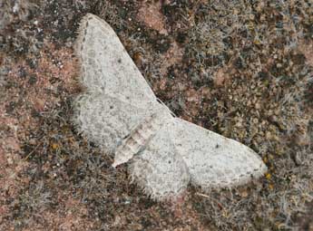 Idaea incisaria albarracina Reiss. adulte - �Daniel Morel