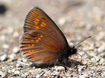 Erebia alberganus Prun. adulte - �Daniel Morel