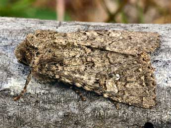 Sideridis turbida Esp. adulte - �Daniel Morel