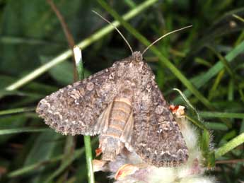 Sideridis turbida Esp. adulte - �Philippe Mothiron