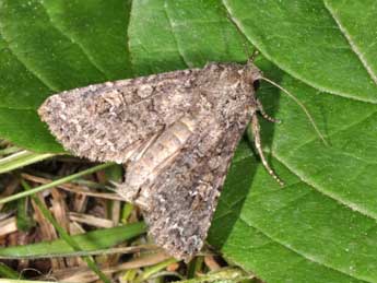 Sideridis turbida Esp. adulte - �Philippe Mothiron