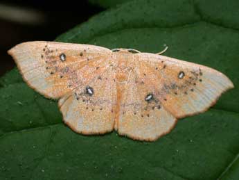 Cyclophora lennigiaria Fuchs adulte - �Philippe Mothiron