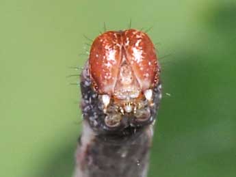  Chenille de Cyclophora albipunctata Hfn. - �Philippe Mothiron