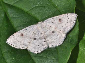 Cyclophora albipunctata Hfn. adulte - �Philippe Mothiron