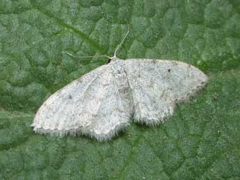 Idaea albitorquata P�ng. adulte - �Philippe Mothiron