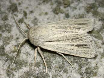 Acronicta albovenosa Gze adulte - �Herv� Guyot