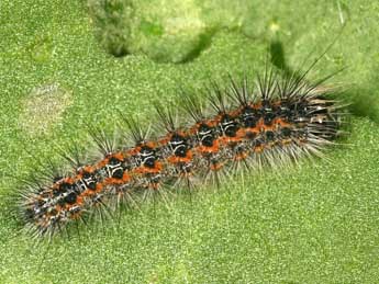  Chenille de Acronicta albovenosa Gze - �Daniel Morel