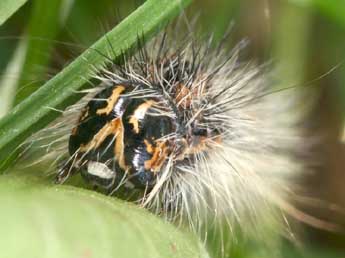  Chenille de Acronicta albovenosa Gze - �Daniel Morel