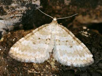 Perizoma albulata D. & S. adulte - �Daniel Morel