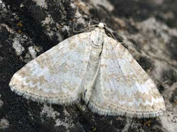 Perizoma albulata D. & S. adulte - �Daniel Morel