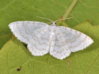 Asthena albulata Hfn. adulte - �Philippe Mothiron