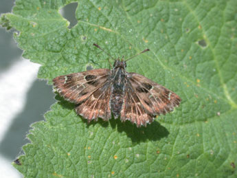 Carcharodus alceae Esp. adulte - �Philippe Mothiron