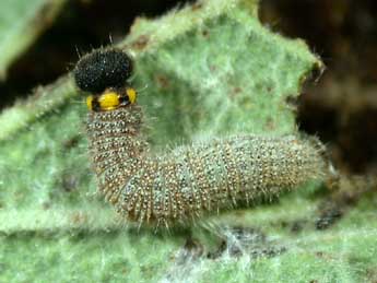  Chenille de Carcharodus alceae Esp. - �Philippe Mothiron
