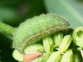  Chenille de Cupido alcetas Hoffmsg - �Serge Wambeke