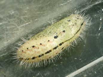  Chrysalide de Cupido alcetas Hoffmsg - �Serge Wambeke