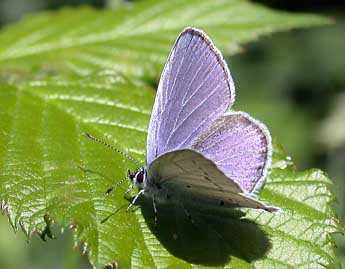 Cupido alcetas Hoffmsg adulte - �Philippe Mothiron