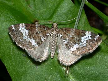 Perizoma alchemillata L. adulte - �Philippe Mothiron