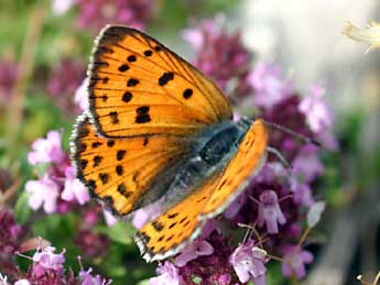 Lycaena alciphron Rott. adulte - �Daniel Morel