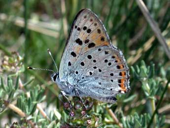 Lycaena alciphron Rott. adulte - �Philippe Mothiron