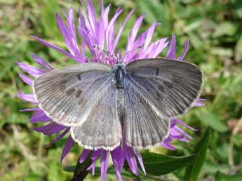 Phengaris alcon alcon D. & S. adulte - �Jean-Pierre Arnaud